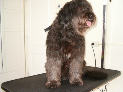 Kruising voor de behandeling